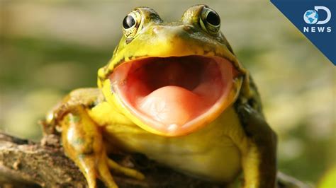 Frog Hears With Its Mouth Youtube