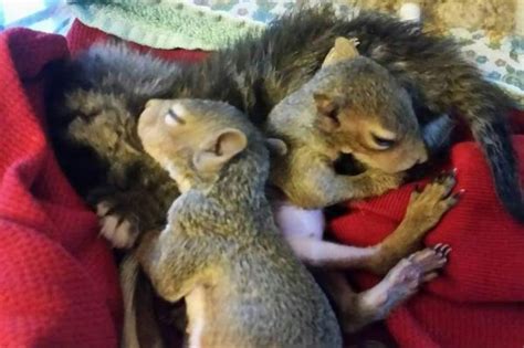 A soda bottle filled with hot water and covered with a sock can be placed near the babies. How to Take Care of a Baby Squirrel? | Feeding Nature