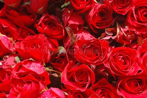 Bed Of Red Roses Stock Photo Image Of Flora Arrangement 691182