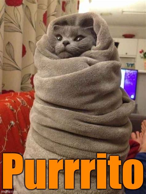 Burrito Imgflip