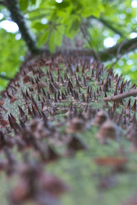 Green Chorisia Tree Trunk With Sharp Thorns Stock Image Image Of