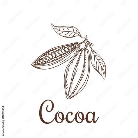 Cocoa Beans Sketch Vector Illustration Cacao Icon Natural Raw Cocoa