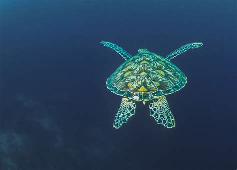 Green Sea Turtle Galapagos Islands Ecuador Art Wolfe