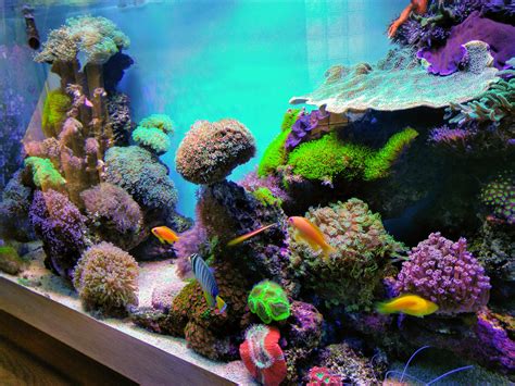 Client Comments Growth Is Amazing With Atlantik V4 Reef Aquarium Led