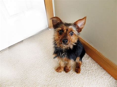 Yorkie Pin Min Pin Yorkie Mix Info Temperament Puppies Pictures