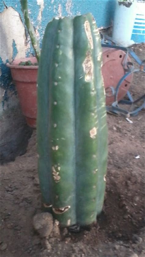 What is san pedro cactus? ¿Qué especie es mi cactus? ¿San Pedro?
