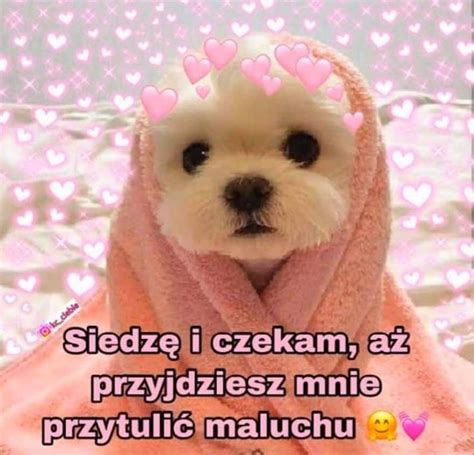 Pin By Klaudia Zborowska On Pieski Sweet Memes Cute Memes Reaction