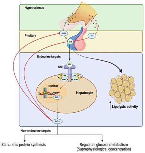Targeting GH and IGF-1 in Management of Obesity | Encyclopedia MDPI