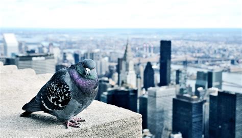 Big Buildings In The Country Kill More Birds Futurity