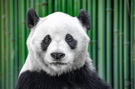 Panda Portrait Beijing Siège Hublot