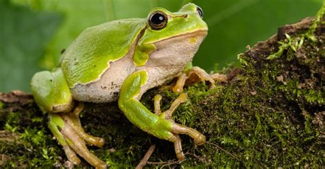 Tree Frog Animal Facts Az Animals