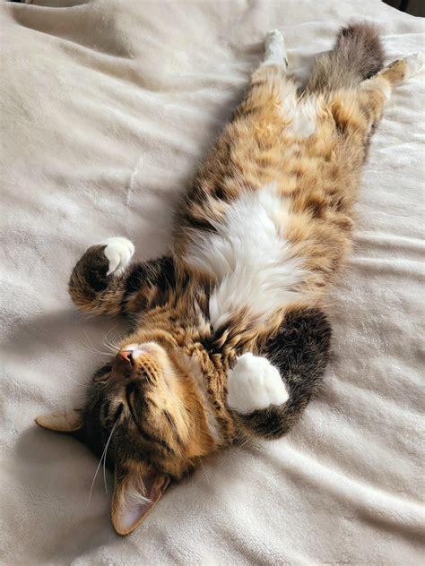 Our Calico Maine Coon Mix Getting Comfortable R Cats