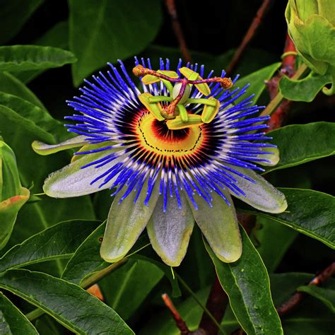 Blue Passion Flower 061 Square Photograph By George Bostian Fine Art