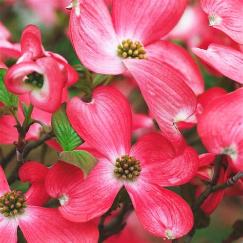 What Is The Story Behind The Dogwood Tree