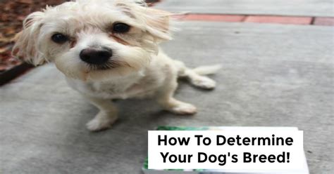 See here on how this breed finder tool works and what's so good about it. How To Determine Your Dog's Breed - SoCal Field Trips