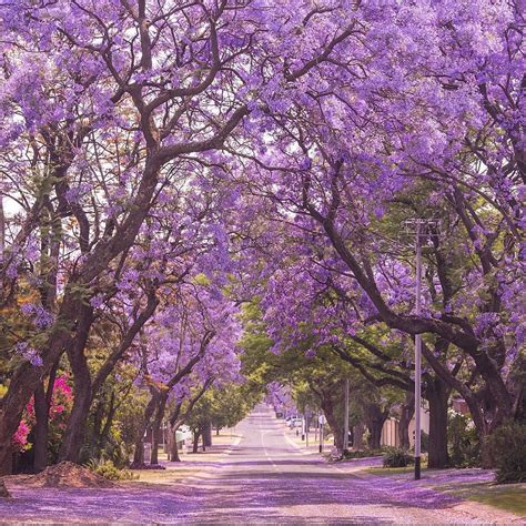 Southern California Trees With Purple Flowers Darlena Goforth