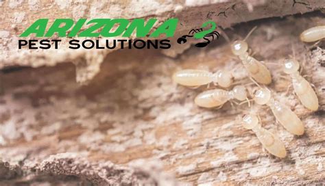 4 Types Of Termites In Arizona And How To Identify Them