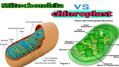 Difference Between Mitochondria And Chloroplast Mitochondria Vs