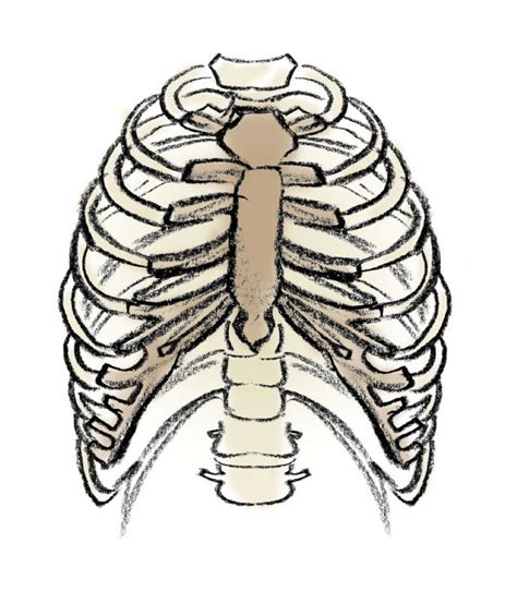 Rib Cage Fascinating Facts About Body Parts Toronto Star