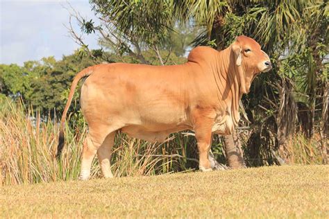 See more of brahman cattle for sale. Registered Brahmans for Export, Brahmans for Sale in ...
