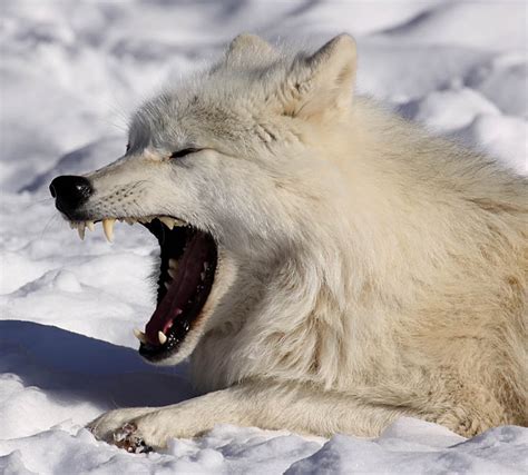 Arctic Wolves 2