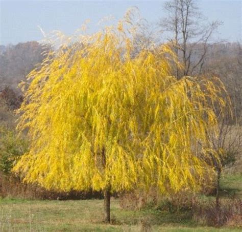 Cuttings Niobe Golden Weeping Willow Tree Fast Growing Trees No Roots