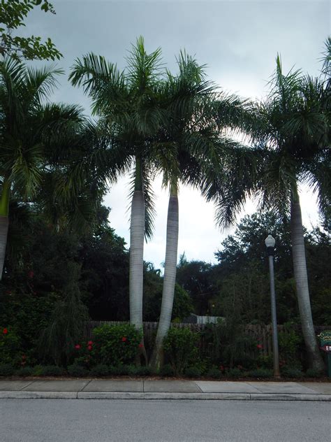 Roystonea Regia The Royal Palm Tropical Plants Tropical Landscaping