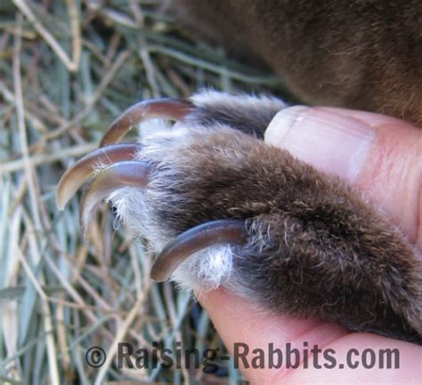 Trim Claws Easy Claw Clipping As Part Of Rabbit Grooming