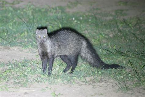 White Tailed Mongoose Megafauna Parks W Palearctic · Inaturalist