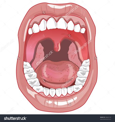 Tonsils Clipart 20 Free Cliparts Download Images On Clipground 2024