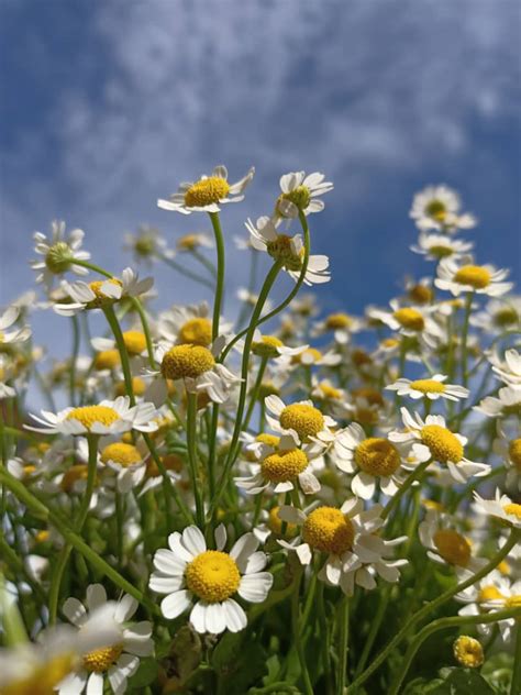 Chamomile Facts You Might Not Know About Ohara Florist