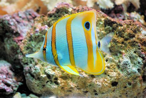 Colorful Reef Fish