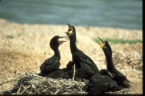 Public Domain Picture Double Crested Cormorants Sitting In Nest Id