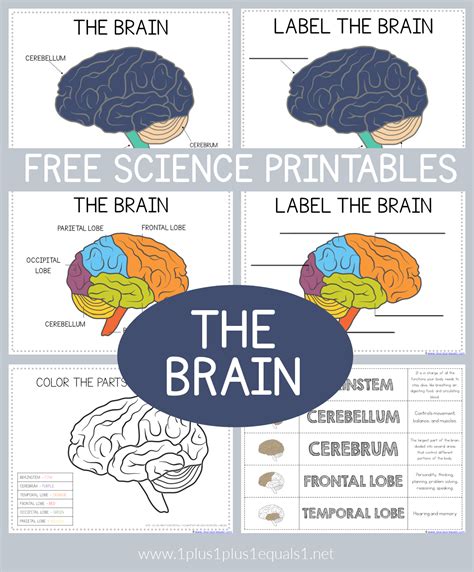 Free Printable Pictures Of The Human Brain Printable Form Templates