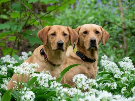 The Top 20 Most Friendly Dog Breeds 2023 Pitpat