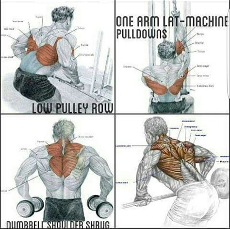 These bulky muscles also give the arm its strength. Arm Muscles Map : Pin on Anatomy quiz pics : The arm muscles comprise five muscles, which mainly ...