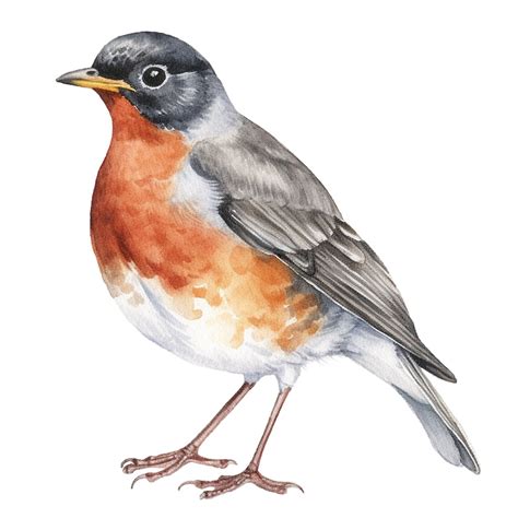 10 Watercolor American Robin Birds Clipart Digital Download Etsy
