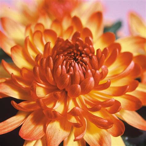 Chrysanthemum Indicum Delano Fall Bronze Bicolor Pot Mum Garden