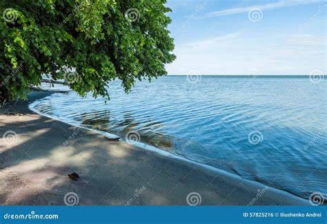 Green Tree Hanging Over The Calm Gulf Water Stock Photo Image Of