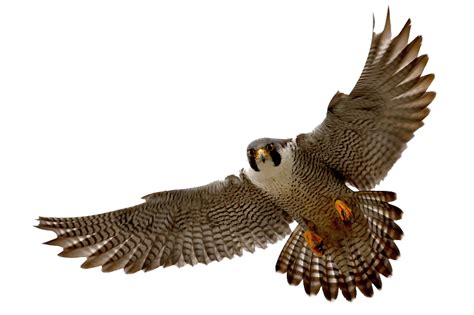 Falcon Png Clipart Png Mart