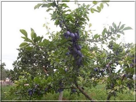 Prunus Domestica Amers Śliwa Domowa Amers Foto Internetowy Sklep