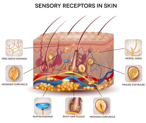 Cutaneous Receptors Layers Of The Human Skin With Sensory Receptors