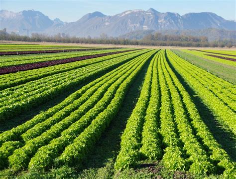Saudi Arabia Focusing On Organic Farming The Water Network By Aquaspe
