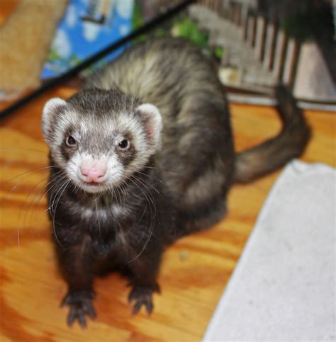 List of ferrets updated | Hide-E-Hole Ferret Rescue Inc.