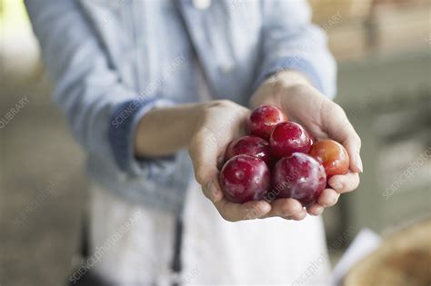 A Woman Holding A Handful Of Fresh Plums Stock Image