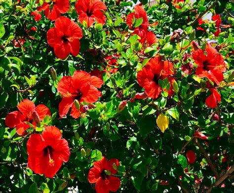 Hawaiian Exotic Live Red Hibiscus Plant Bulb Cutting 3 6 Long