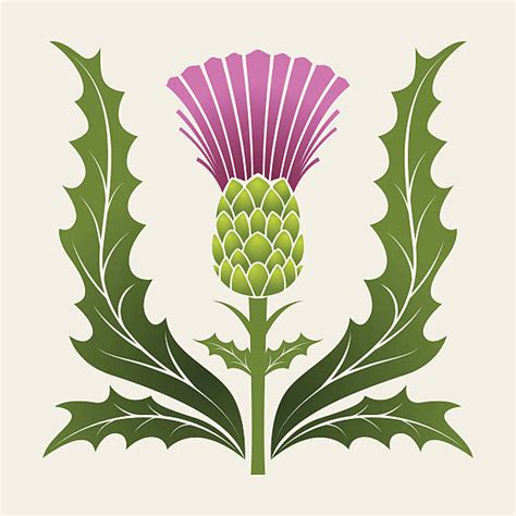 Silhouette Of Thistles Illustrations Royalty Free Vector Graphics