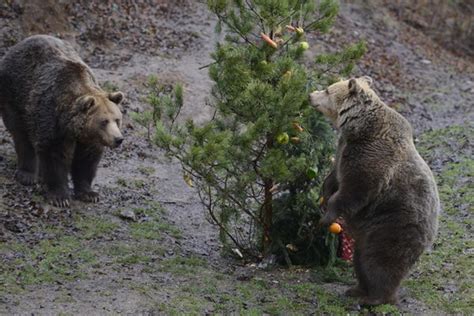 Teplomilné Zvieratá V Košickej Zoo Zazimovali Medveďom Sa Spať Nechce