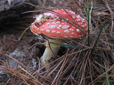 Mushrooms In Pine Forests The Good The Bad And The Glowing — Wild
