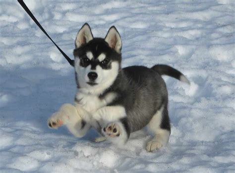 Those fluffy faces are so loveable. 20 Pictures of Husky Puppies that Will Melt Your Heart